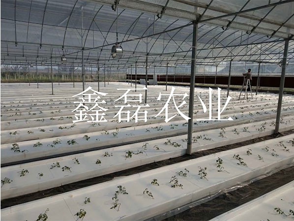 花卉、育苗基地